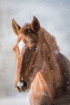 Horse-in-the-Snow_Pastel-pencils_14-by-18_500