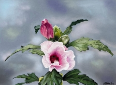 Rose-of-Sharon_Pastel-pencils_10-by-13_300