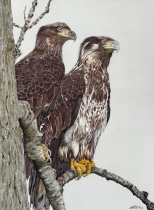 Two-Eagles_Pastel-pencils_14-by-18_500