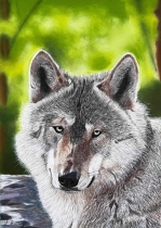 Timber-Wolf-Coloured-Pencil-Pastel-14-by-18-400