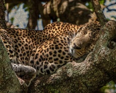 Napping-Photography-16x20-190