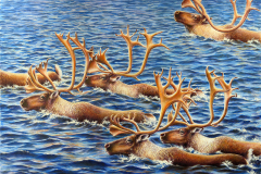Caribou Crossing