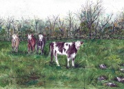 Kitley Cows