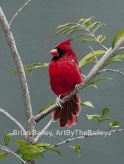 Cardinal