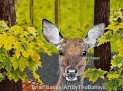 Deer in the Woods