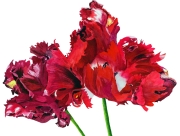 Ballet du pringtemps