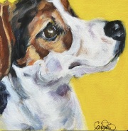 Jack Russell