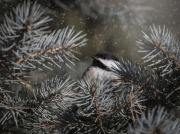 Chickadee