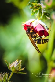 IMG_1873-Web_blackmark