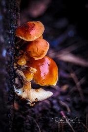 IMG_2164-Web_blackmark