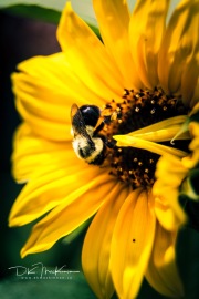 IMG_2174-Web_blackmark