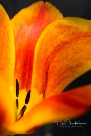 IMG_4240-Web_blackmark