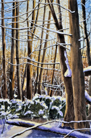 Cedar Swamp
