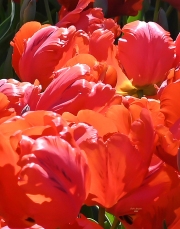 Bundle of Tulips