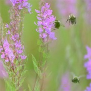 Flight of Single Bee