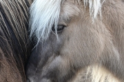 Icelandic Pony