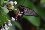 Swallow Tail