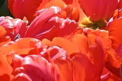 Bundle of Tulips