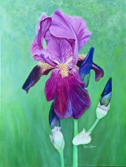 Bearded Iris