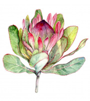 Protea Flower
