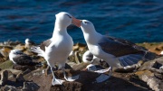 Companions 'Albatrosses'