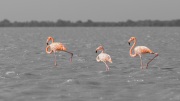 Companions 'Flamingos'