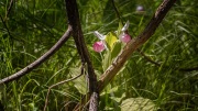 Companions 'Lady Slippers'