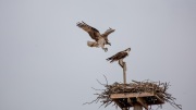 Companions 'Ospreys'