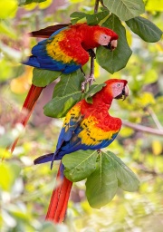 Companions 'Scarlet Macaws'