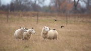 Companions 'Sheep'