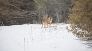 Companions 'White-tailed Deer'