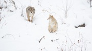 Companions 'Coyotes'