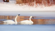 Companions 'Swans' - Photography
