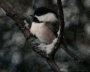 Chickadee in Winter