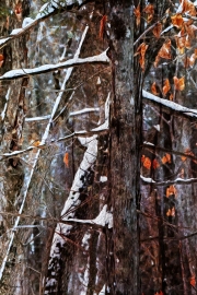 Winter Forest