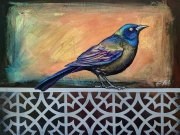 Not so Common Grackle