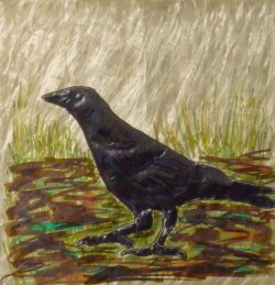 Crow