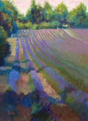 Lavender Field Provence