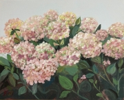 Pink Hydrangeas