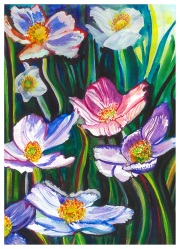 Anemone Sylvestris Ottawa, ON