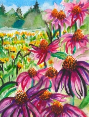 Echinacea Portapique, NS