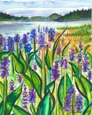 Pickerelweed Keji, NS