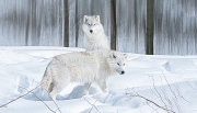 Arctic Wolves