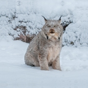 Canada Lynx