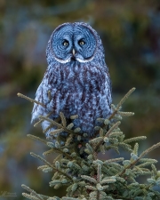 Great Grey Owl