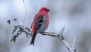 Pine Grosbeak