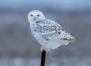 Snowy Owl