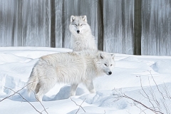 Arctic Wolves