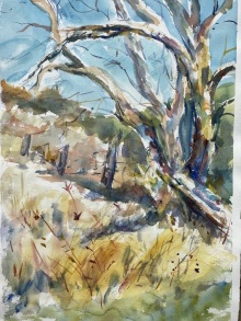 Gnarled and Weathered