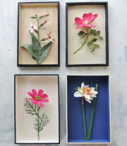 Nicotiana Rose Cosmos and Daffodil